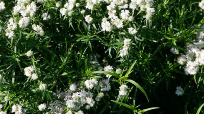 Pycnanthemum flexuosum