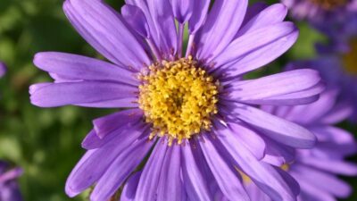 Aster x frikartii 'Jungfrau'