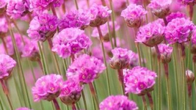 Armeria pseudoarmeria