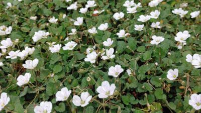 Erodium x variabile 'Album'