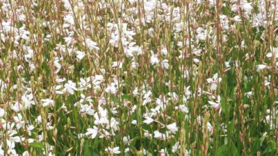 Gaura lindheimeri 'Whirling Butterflies'