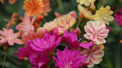 Lewisia cotyledon 'Regenbogen'