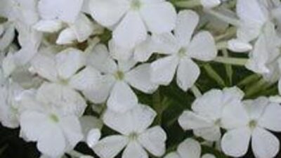 Phlox paniculata 'Weiße Wolke'