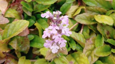Ajuga reptans 'Rosea'