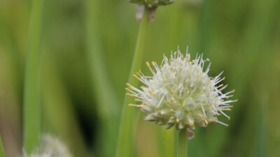 Allium fistulosum