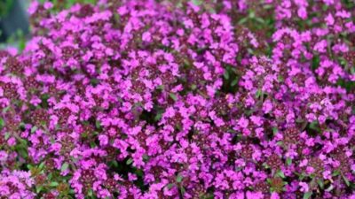 Thymus serpyllum 'Magic Carpet'