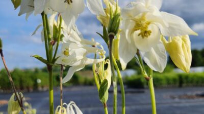 Aquilegia vulg. 'Alba'