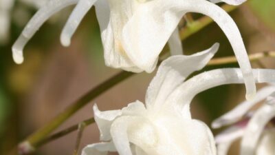 Epimedium grandiflorum 'White Queen'