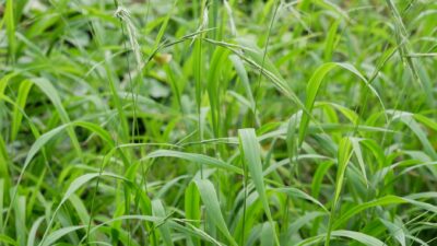 Brachypodium sylvaticum