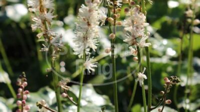 Actaea jap. 'Silver Dance (Cheju-do)'