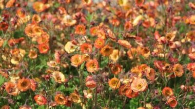 Geum x cult. 'Nonna' ®