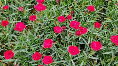 Dianthus x cult. 'Tiny Red' ®