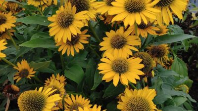 Echinacea purpurea 'KISMET Yellow'  -R-