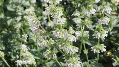 Salvia verticillata 'Alba'