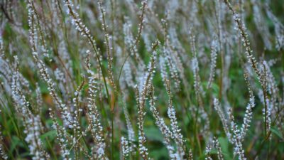 Persicaria amplexic. 'Alba'