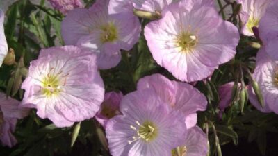 Oenothera speciosa 'Siskiyou'