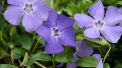 Vinca minor 'Marie' ®