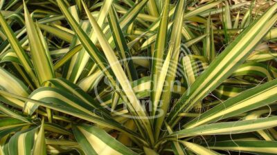Yucca filamentosa 'Color Guard'