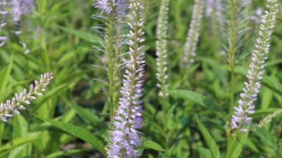Veronicastrum virg. 'Lavendelturm'