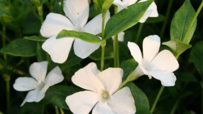 Vinca minor 'Elisa' ®