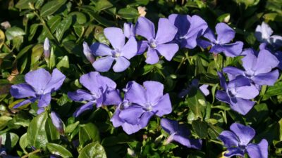 Vinca minor 'Anna' ®