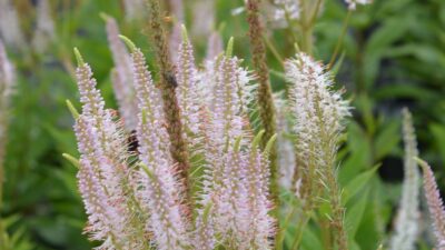 Veronicastrum virg. 'Pink Glow'