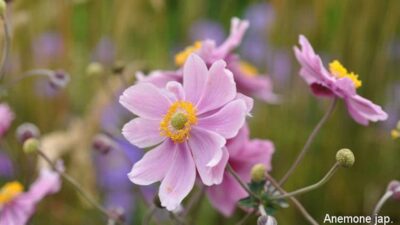 Wädenswiler Staudenhecke