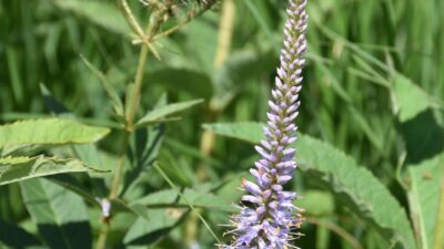 Veronicastrum virg. 'Adoration'
