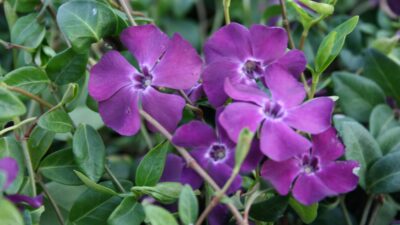 Vinca minor 'Atropurpurea'
