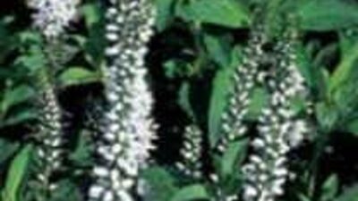 Veronica longifolia 'Schneeriesin'