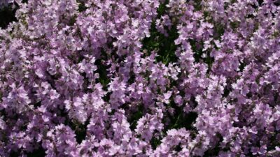 Veronica prostrata 'Mrs. Holt'