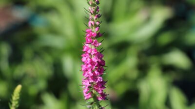 Veronica spicata 'Rotfuchs'