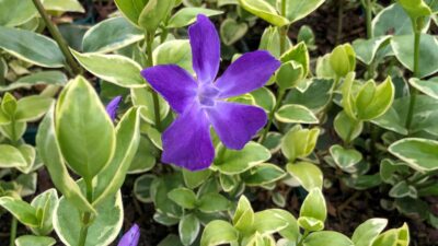 Vinca major 'Variegata'