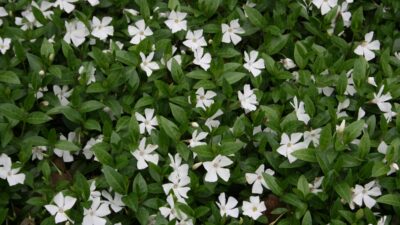 Vinca minor 'Alba'