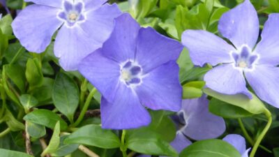 Vinca minor 'Bowles'