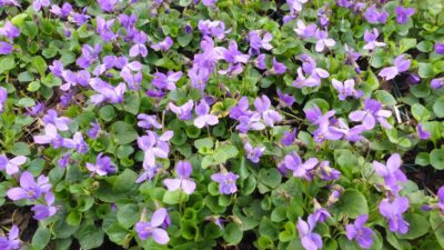 Viola odorata 'Königin Charlotte'