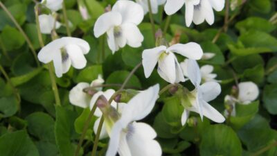 Viola sororia 'Albiflora'