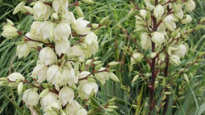 Yucca filamentosa