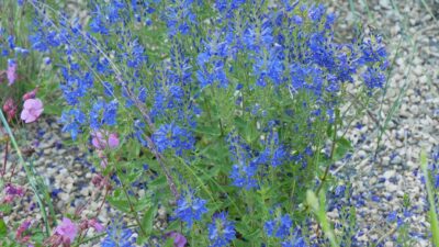 Veronica teucrium