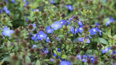 Veronica umbrosa (ped.) 'Georgia Blue'