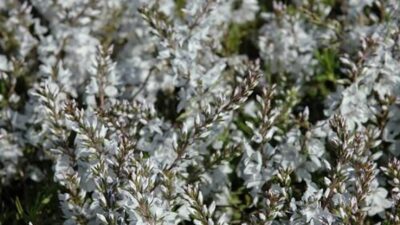 Veronica prostrata 'Blue Sheen'