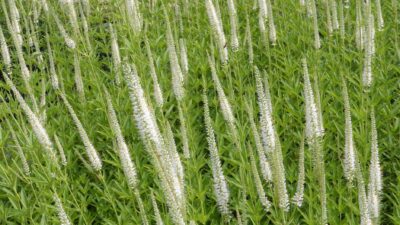 Veronicastrum virg. 'Diana'