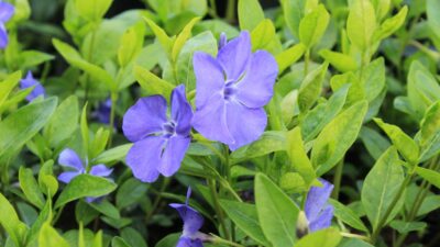 Vinca minor