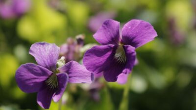 Viola odorata 'Rubra'