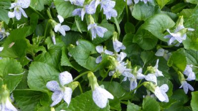 Viola sororia 'Freckles'
