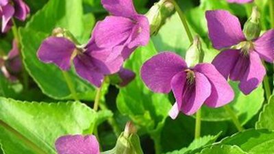 Viola sororia 'Rubra'