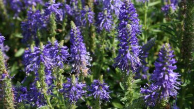 Veronica spicata 'Blauteppich'