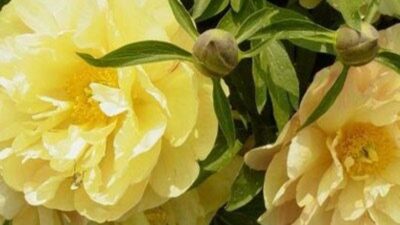 Paeonia x itoh 'Singing in the Rain'
