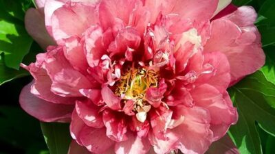 Paeonia x itoh 'Hillary'