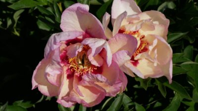 Paeonia x itoh 'Pastel Splendour'
